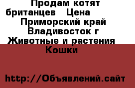 Продам котят британцев › Цена ­ 5 000 - Приморский край, Владивосток г. Животные и растения » Кошки   